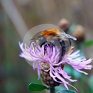 Bumblebee (Bombus hypnorum) on a flower