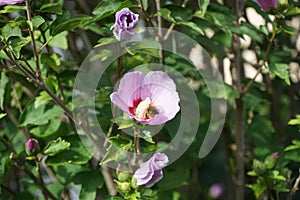 The bumblebee Bombus pascuorum collects nectar from the pink flowers of Hibiscus syriacus \'Woodbridge\' in September.