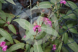 The bumblebee Bombus pascuorum collects nectar from the pink flowers of Impatiens glandulifera in October.