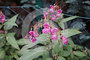 The bumblebee Bombus pascuorum collects nectar from the pink flowers of Impatiens glandulifera in October.