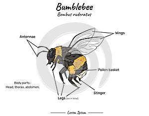 Bumblebee bombus ruderatus anatomy