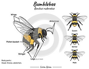 Bumblebee bombus ruderatus anatomy and types of its illustrations