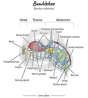 Bumblebee bombus ruderatus internal anatomy illustration with text