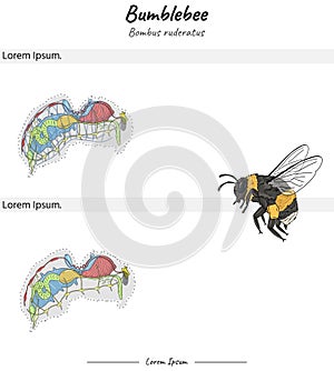 Bumblebee bombus ruderatus internal anatomy illustration of two versions