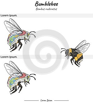 Bumblebee bombus ruderatus internal anatomy and its body illustration of two versions