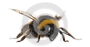 Bumblebee, Bombus sp., in front of white background