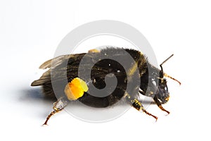 Bumblebee / Bombus terrestris