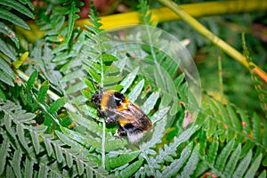 Bumblebee Bombus terrestris feeding on blossoming white wild flowers