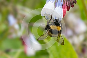 Bumblebee feeding - comfrey