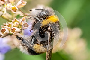 Bumblebee Bombus Terrestris Gathering Flower Pollen