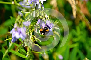 Bumblebee - Bombus terrestris - photographed while collecting pollen on a vetch flower