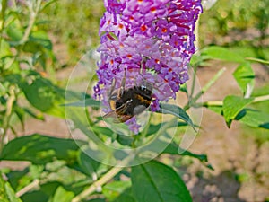 Bumblebee on the budleja david flowers. photo