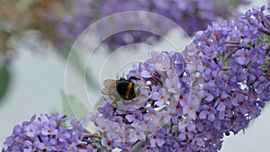 A bumblebee or bumble bee,or humble-bee,genus Bombus