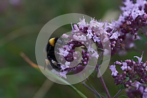 Bumblebee bumble bee humble Bombus Apidae Violet flower photo