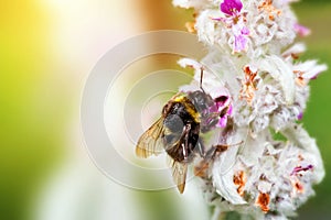 Bumblebee or bumble bee loading pollen on the flower