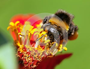 Bumblebee or bumble bee on yellow and red flower