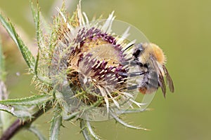 Bumblebee. The The bumblebee  sits on the plant Carlina vulgaris.