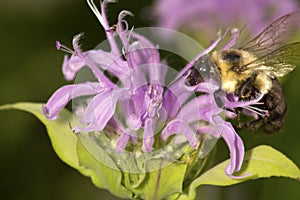 Bumblebee burying its head inside a bergamot flower.