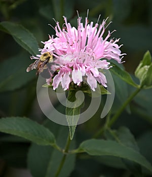 Bumblebee Busy on Pink Bee Balm Monarda