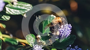 A Bumblebee carrying pollen on a blue Ceanothus