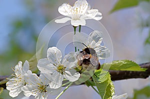 Spring background. Bumblebee and white flowers of cherry plum