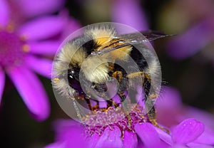 Bumblebee on Cineraria Flower