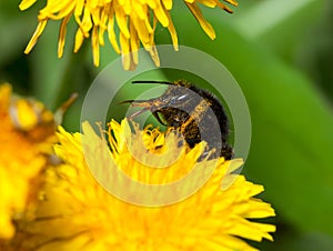 Bumblebee clean its sting