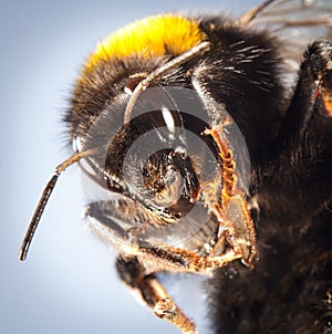Bumblebee close up