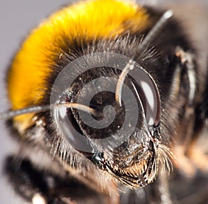 Bumblebee close up
