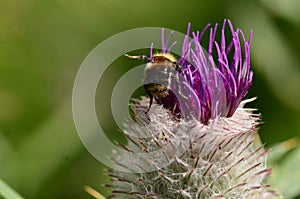 Bumblebee close up on flower.