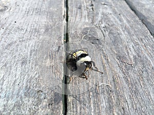 Bumblebee closeup macro