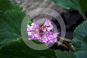 Bumblebee on a clump forming pink Bergenia cordifolia