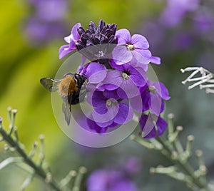 Bumblebee collecting honey from a purple blooming