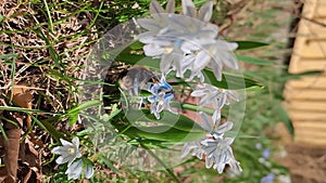 Bumblebee collecting nectar and pollinating in white flowers that have blue stripes. The flower is called striped squill or