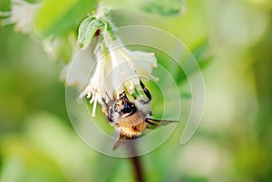 Bumblebee collecting nectar from Sweetberry honeysucle flowers in spring