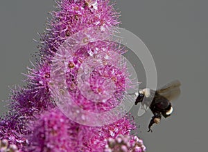 Bumblebee collecting pollen