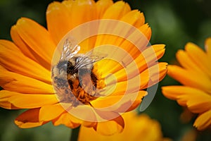 Bumblebee collecting pollen