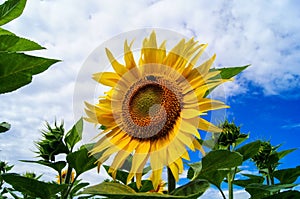 Bumblebee collecting pollen on a blossoming sunflower.