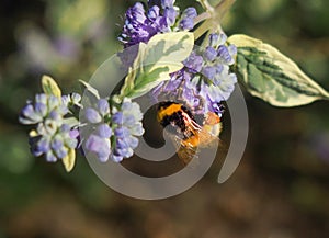 Bumblebee collecting pollen from blue-blooming flowers.