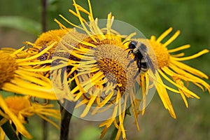 Bumblebee collecting pollen from a flower.