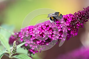 Bumblebee collecting pollen on flowering pink butterfly bush - Buddleja davidii - in garden.