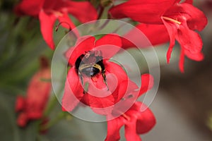 Bumblebee collecting pollen from a red penstemon flower in the garden