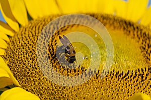 Bumblebee collecting pollen from a sunflower. Macro view