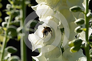 Bumblebee collecting pollen on white foxglove flower