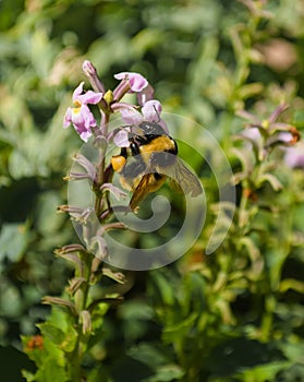 Bumblebee collecting pollen from a wildflower. Macro close up