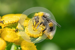 A bumblebee collects food on a yellow plant