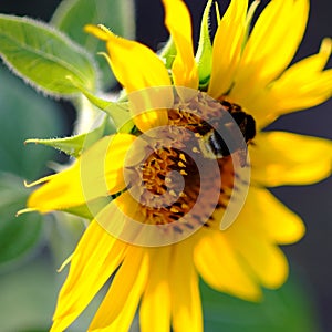 Bumblebee collects honey and pollen from a sunflower