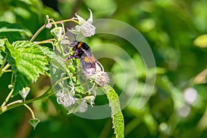 Bumblebee collects nectar from blooming raspberry blossoms. Close-up