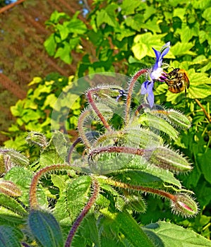 Bumblebee collects nectar from borago flower. Blue flowers of Borage