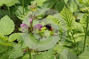 Bumblebee collects nectar from a clover flower in a forest